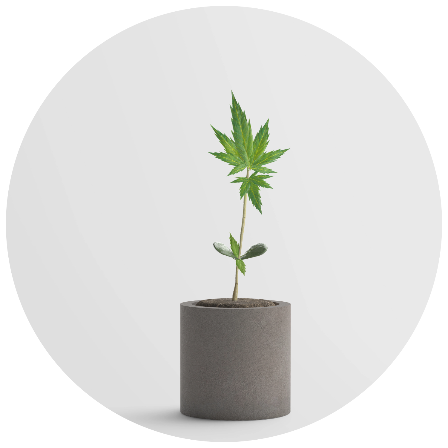 CBD Cannabis Plant Pot Grey Background