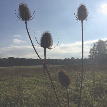 image of a silhouette thistle amongst stoned countryside setting with blue sky and smattering of clouds
