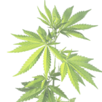 Animated Cannabis Plant