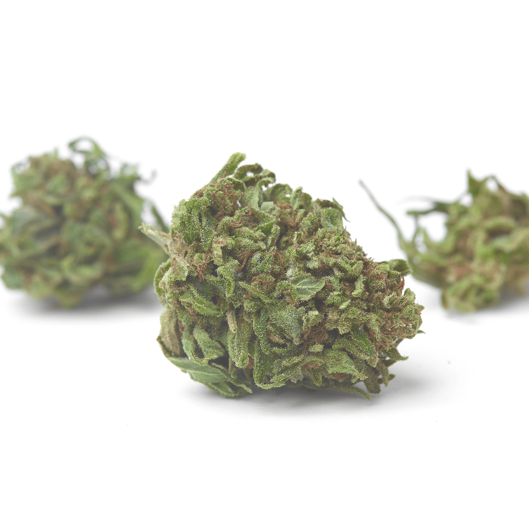 Cannabis flower on white background