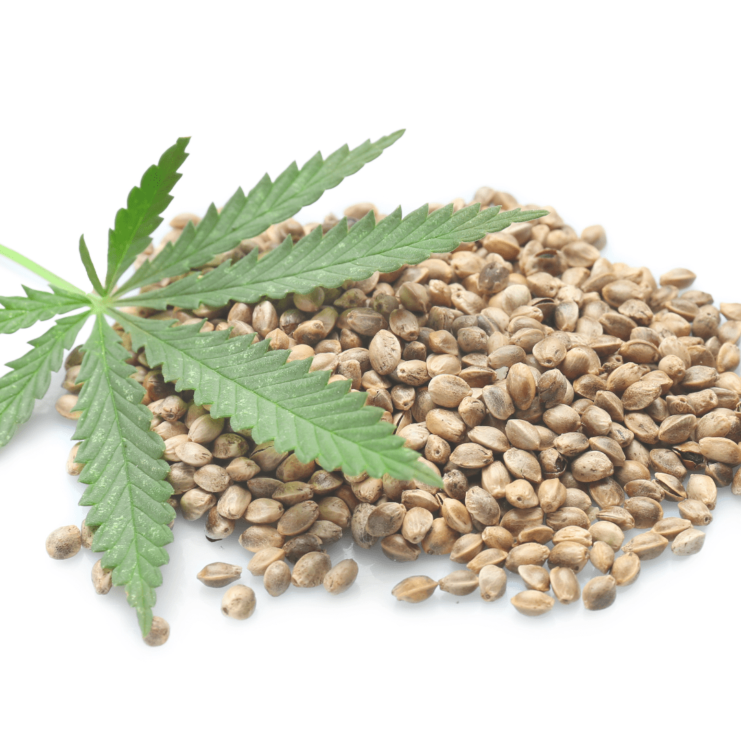 Cannabis Seeds and hemp leaf