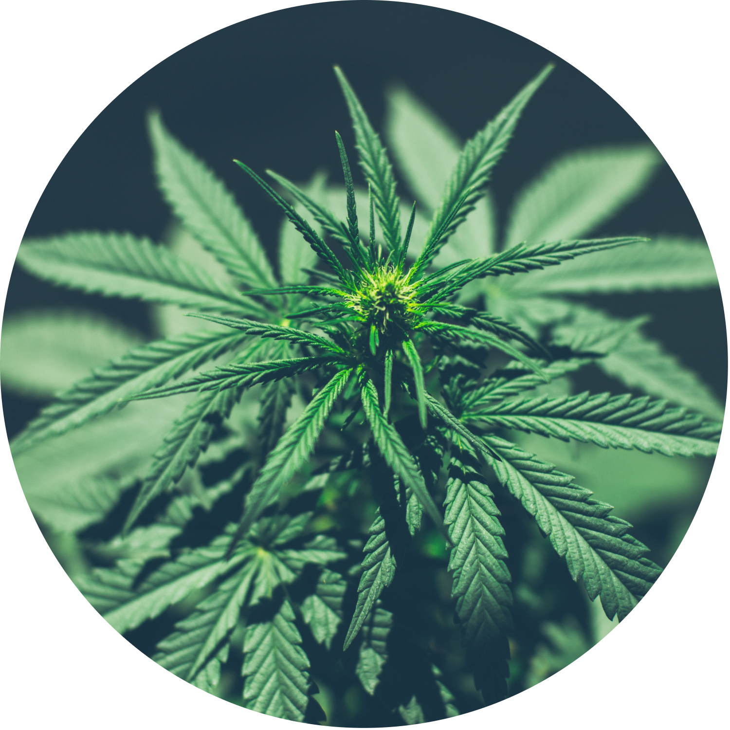 CBD Medicine Cannabis Plant